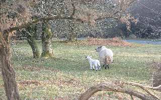 A lamb and its mother at Buckland Monochorum on Dartmoor