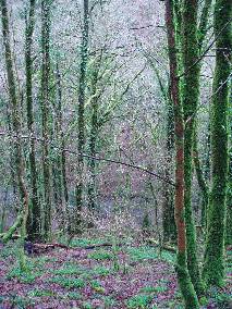 The Mysterious Lydford Gorge